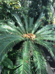 palm_tree_bothanic_garden