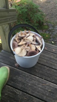 mushrooms_in_Finland